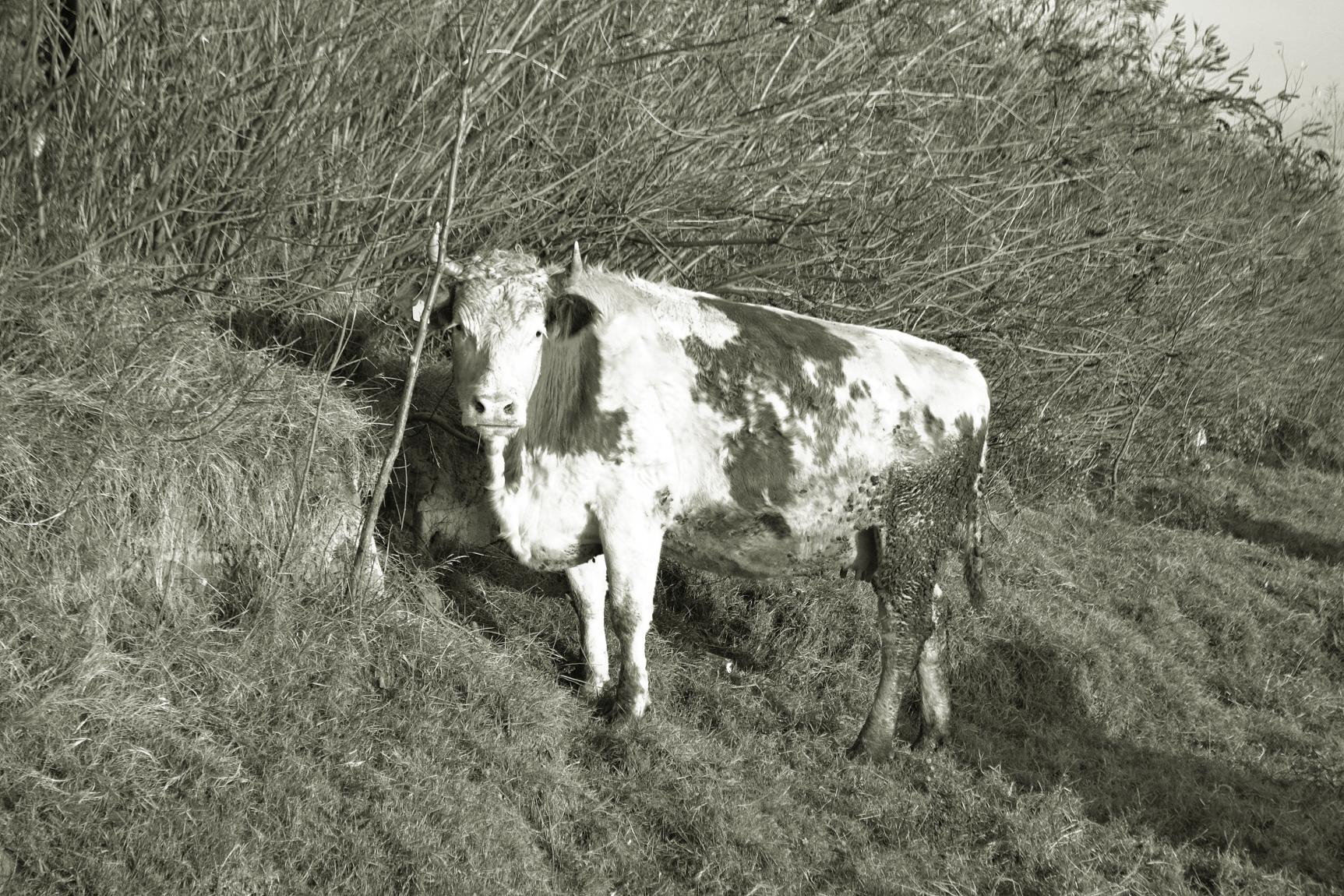 Naziv: DSC_0521 ....jpg, pregleda: 137, veličina: 504,7 KB