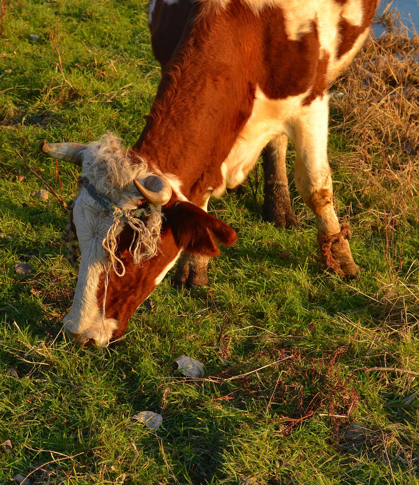 Naziv: DSC_0538 ....jpg, pregleda: 128, veličina: 554,4 KB