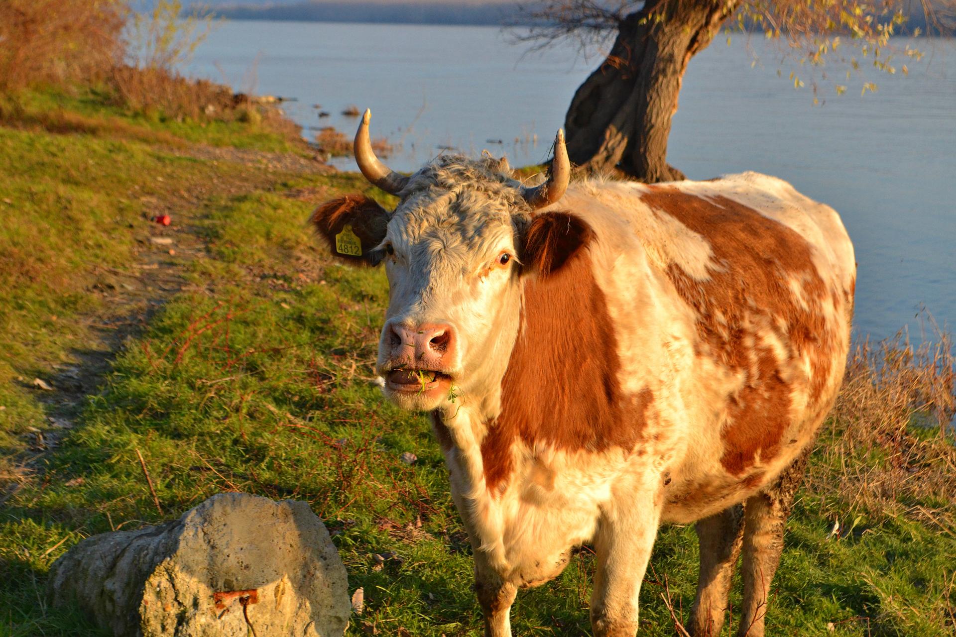 Naziv: DSC_0560 ....jpg, pregleda: 131, veličina: 392,0 KB