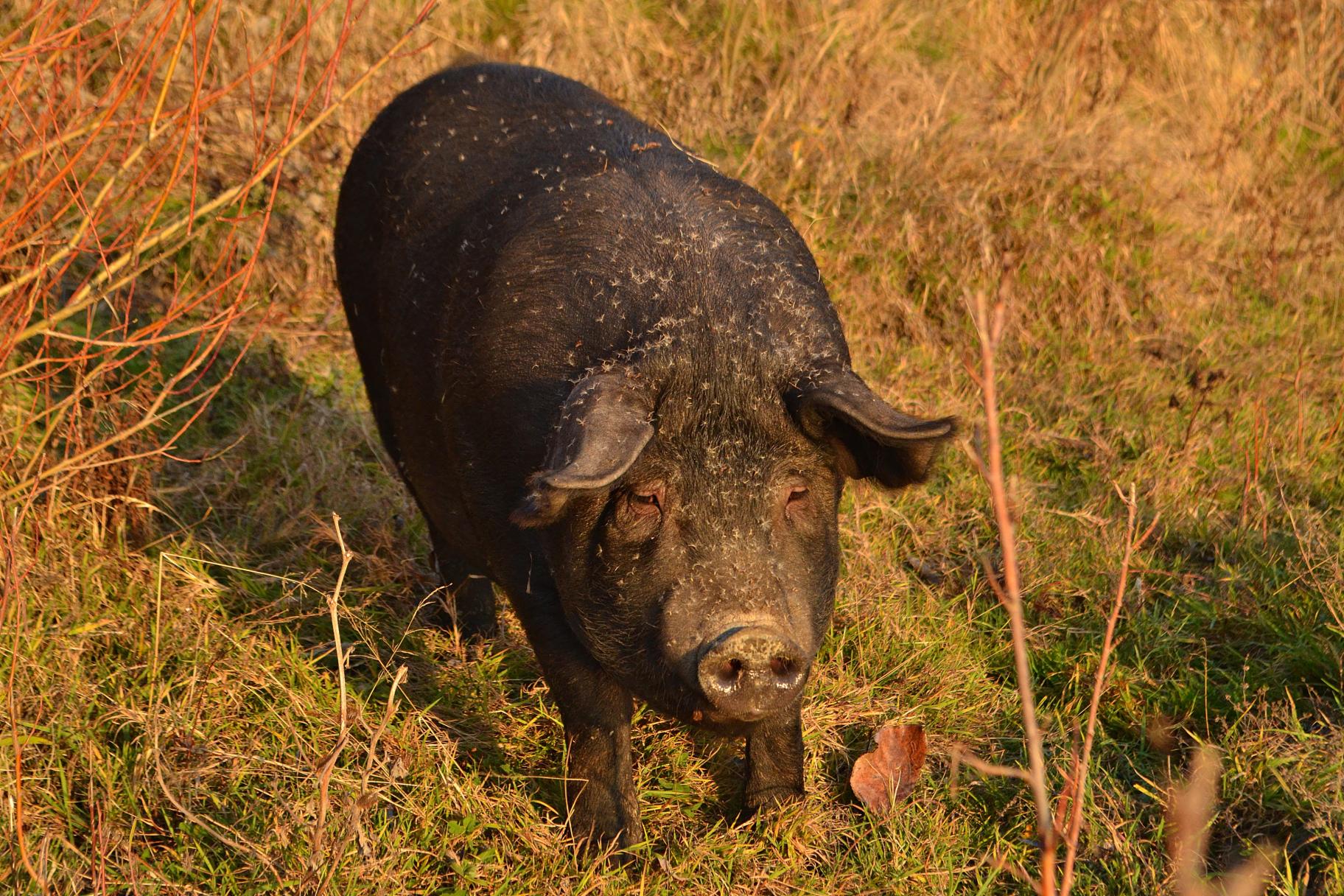 Naziv: DSC_0619 ....jpg, pregleda: 135, veličina: 496,1 KB