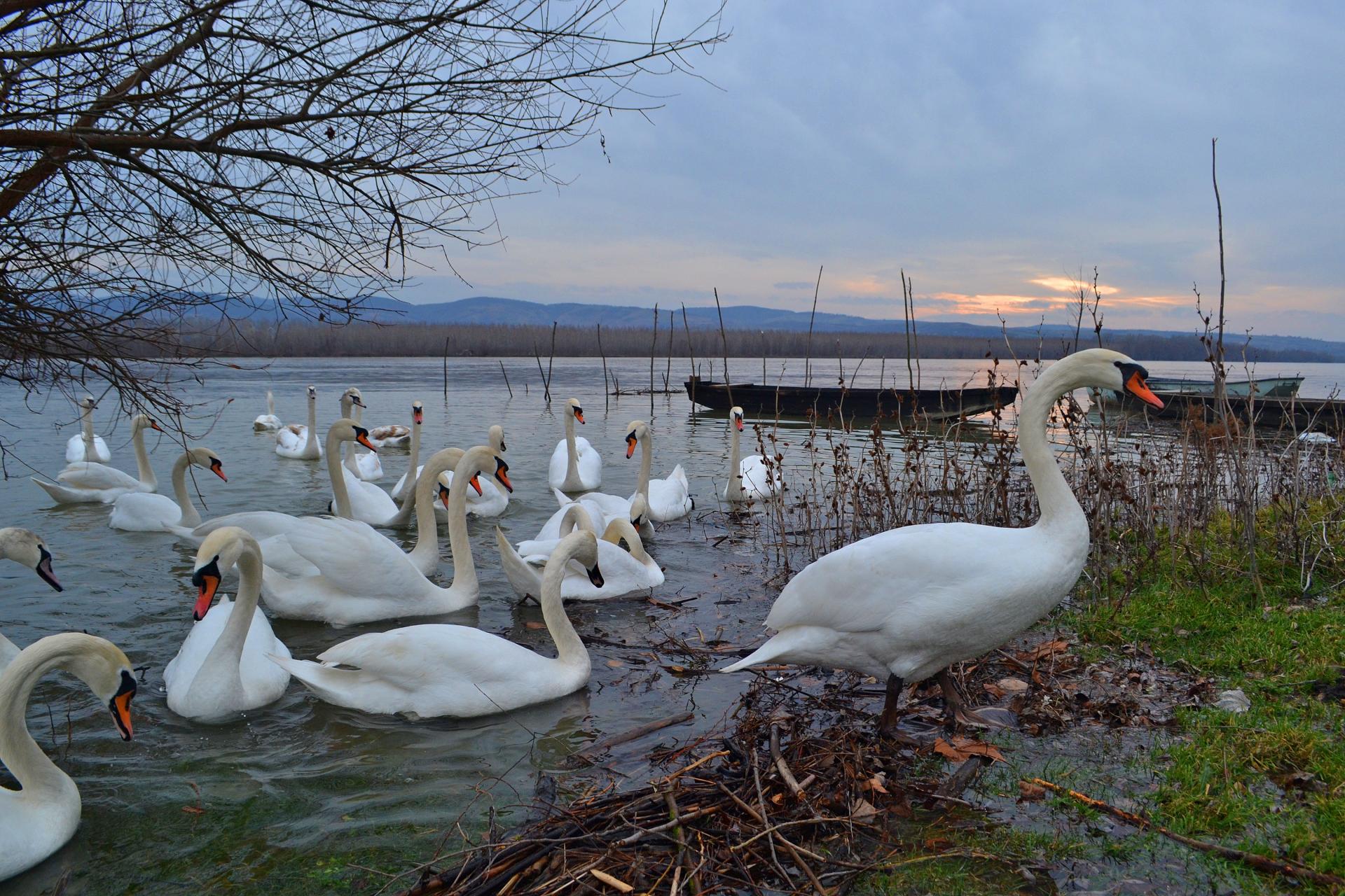 Naziv: DSC_0429 ....jpg, pregleda: 123, veličina: 437,2 KB