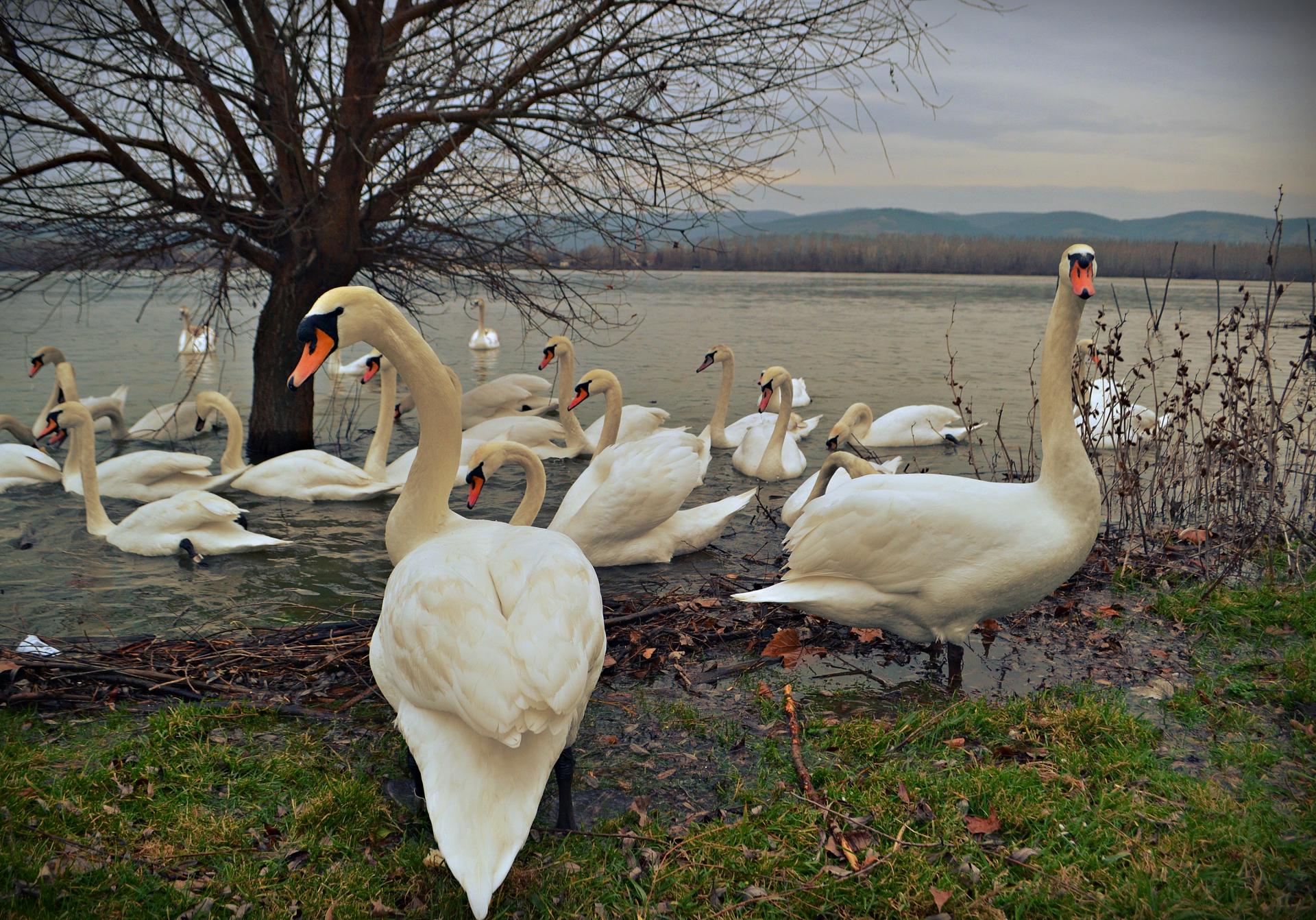 Naziv: DSC_0441 ....jpg, pregleda: 129, veličina: 474,6 KB