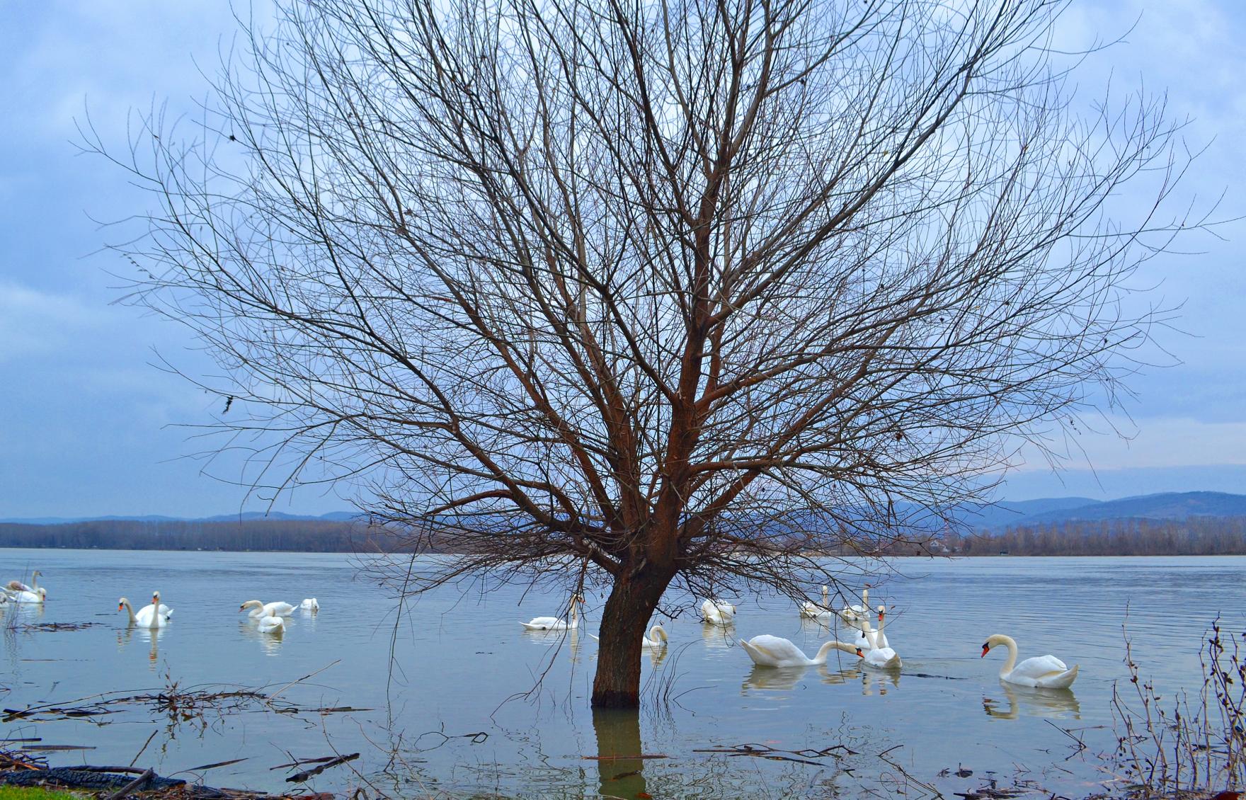 Naziv: DSC_0472 ....jpg, pregleda: 126, veličina: 501,5 KB