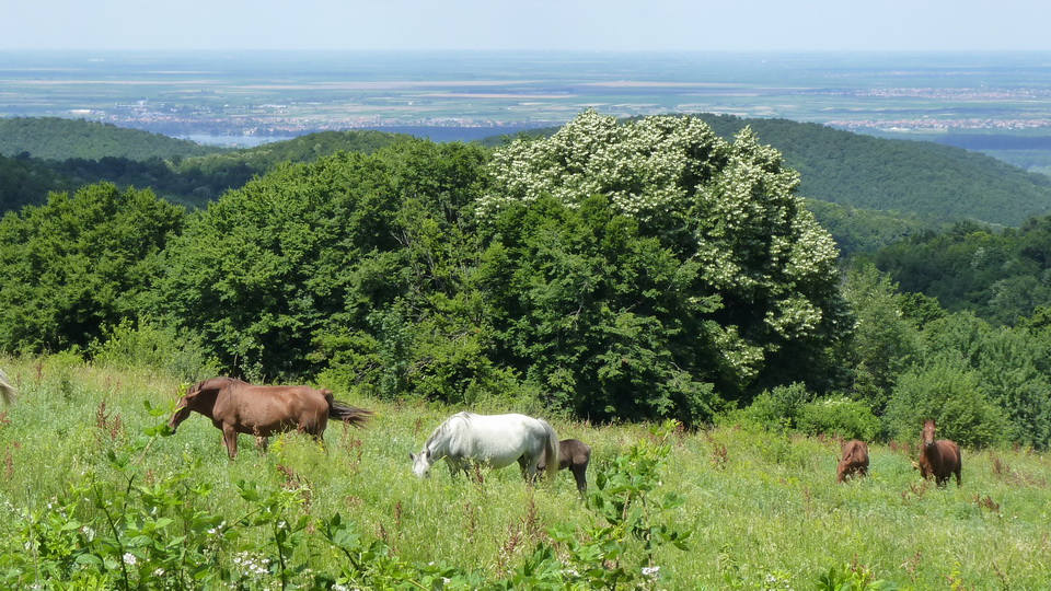 Naziv: P1110214.JPG, pregleda: 163, veličina: 310,5 KB