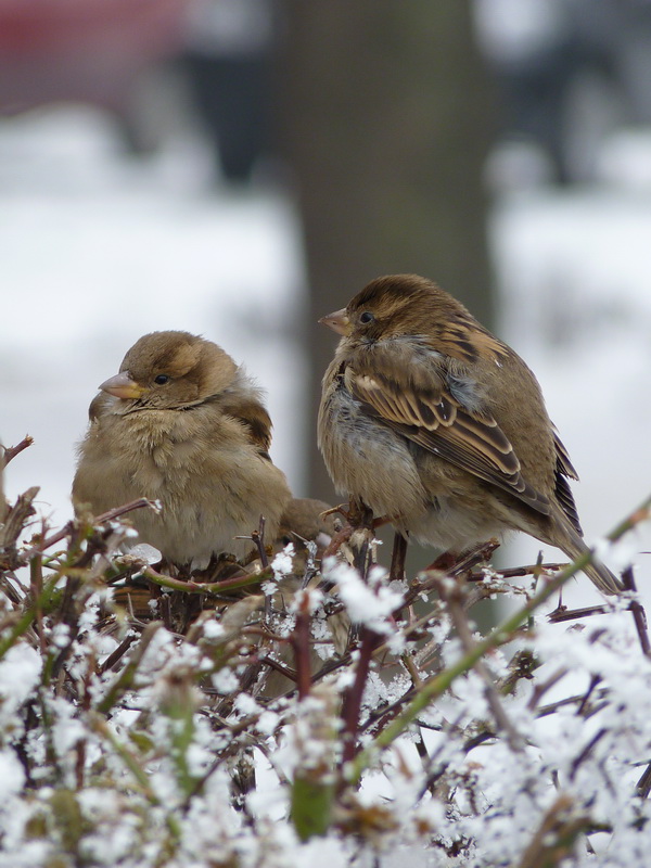 Naziv: P1070912.JPG, pregleda: 160, veličina: 172,1 KB