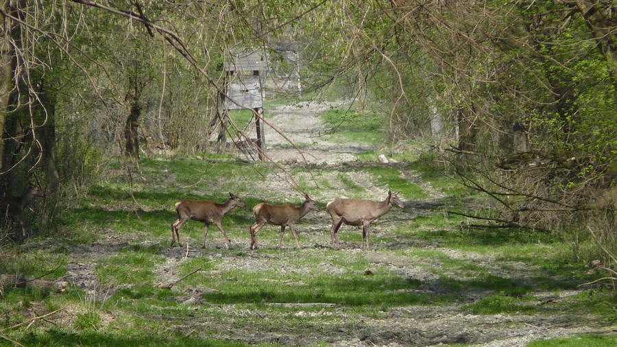 Naziv: P1090738.JPG, pregleda: 144, veličina: 304,8 KB