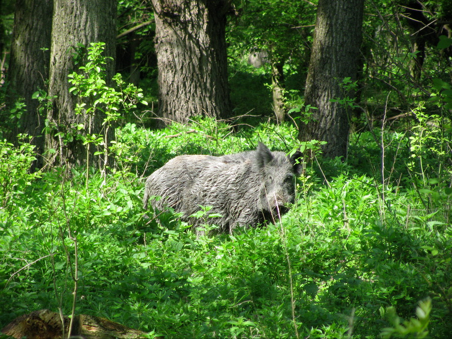 Naziv: IMG_0328.JPG, pregleda: 150, veličina: 418,8 KB