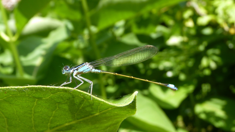 Naziv: P1030188.JPG, pregleda: 143, veličina: 141,8 KB