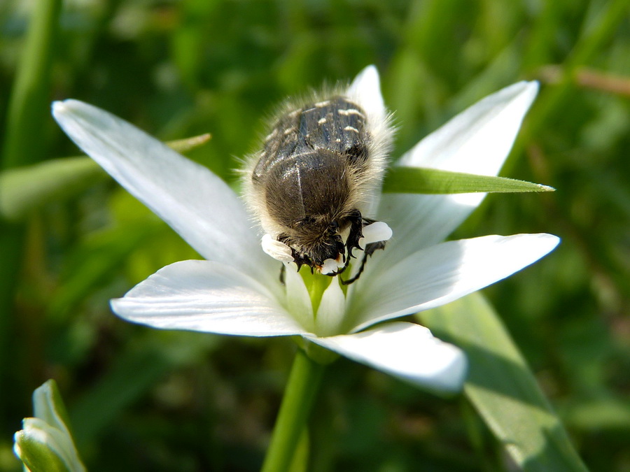 Naziv: P1010733_300DPI.jpg, pregleda: 142, veličina: 165,4 KB