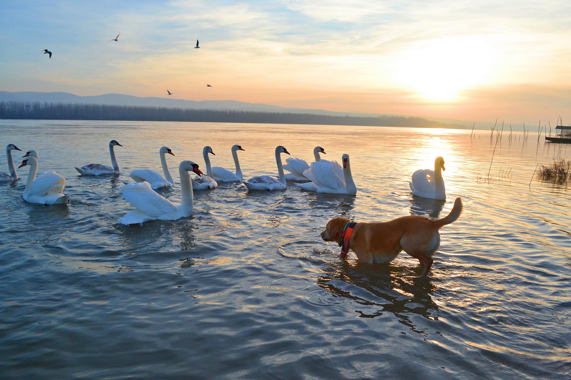 Naziv: DSC_0719 ....jpg, pregleda: 163, veličina: 322,0 KB