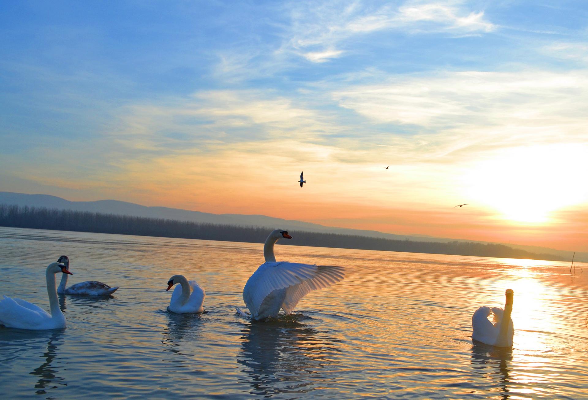 Naziv: DSC_0713 ....jpg, pregleda: 180, veličina: 244,9 KB