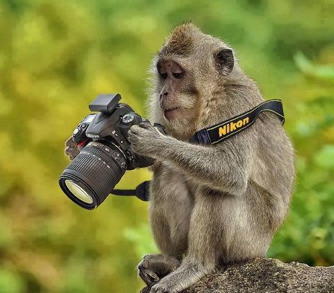 Naziv: professional-photographer-funny-monkey.jpg, pregleda: 142, veličina: 44,0 KB