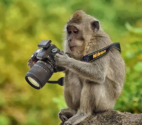 Naziv: professional-photographer-funny-monkey.jpg, pregleda: 159, veličina: 44,0 KB