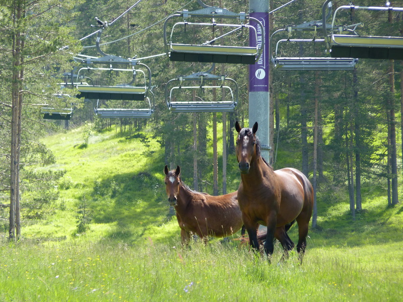 Naziv: P1240577.JPG, pregleda: 253, veličina: 286,1 KB