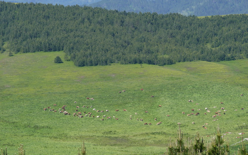 Naziv: P1260752.JPG, pregleda: 245, veličina: 207,2 KB