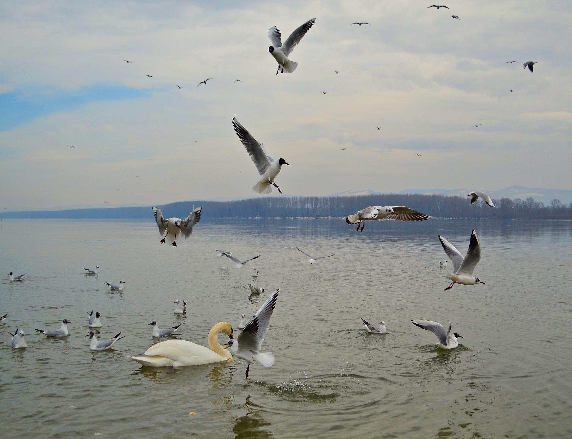 Naziv: DSC_0515 ....jpg, pregleda: 141, veličina: 237,4 KB