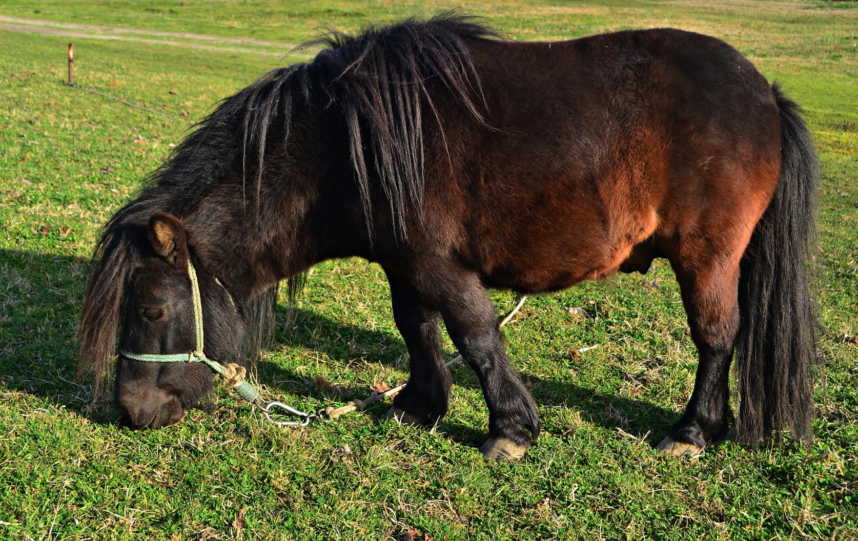 Naziv: DSC_0525 ....jpg, pregleda: 247, veličina: 502,5 KB