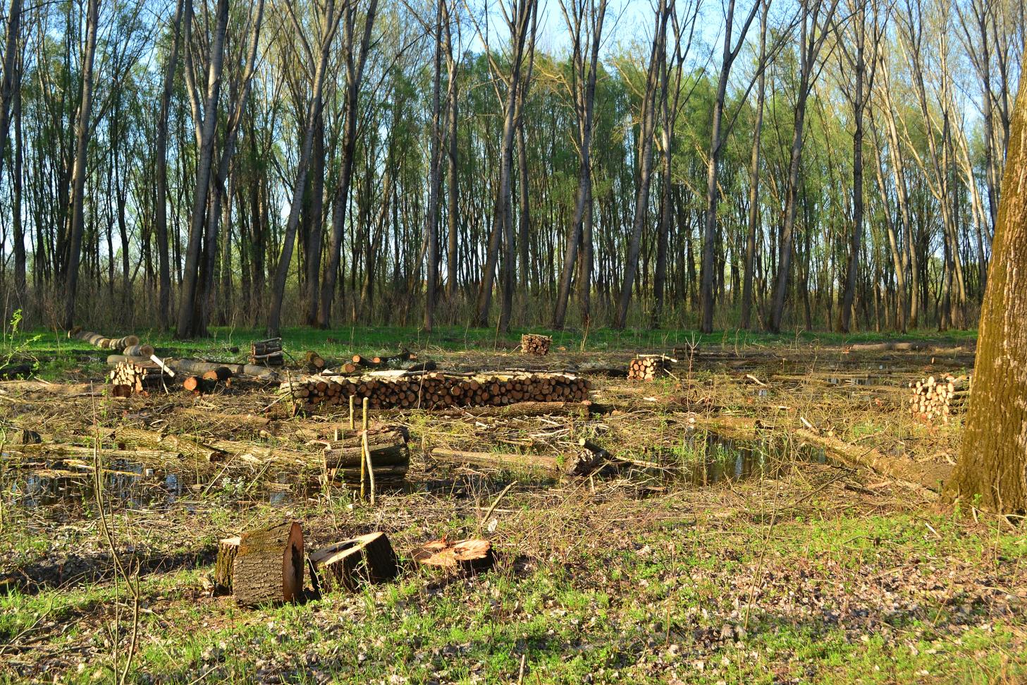 Naziv: DSC_0526 ....jpg, pregleda: 129, veličina: 518,8 KB