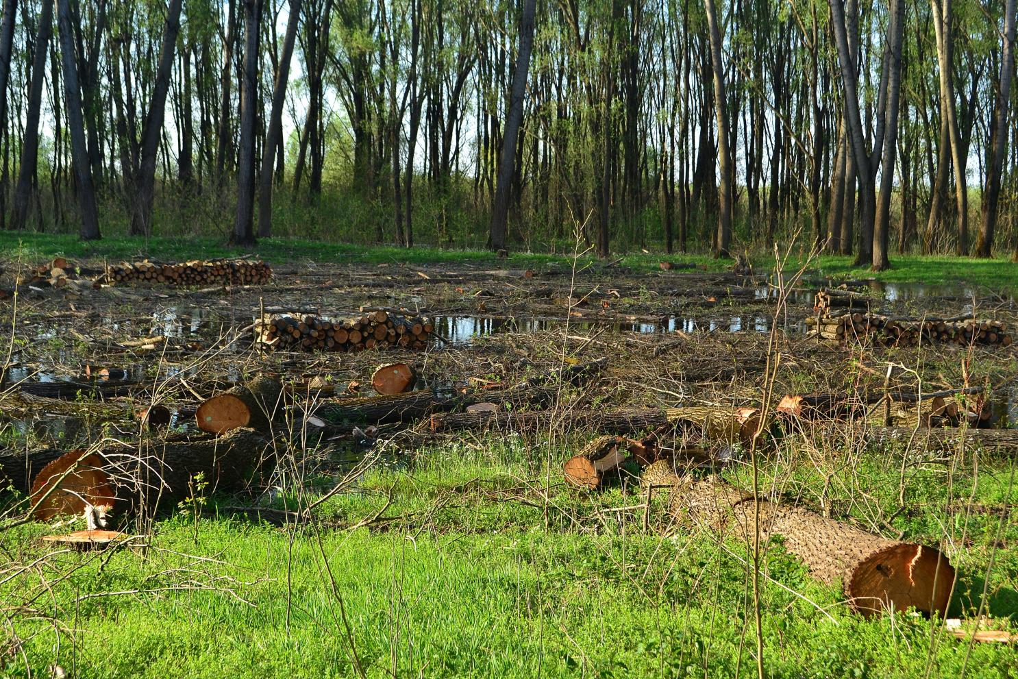 Naziv: DSC_0519 ....jpg, pregleda: 130, veličina: 515,8 KB