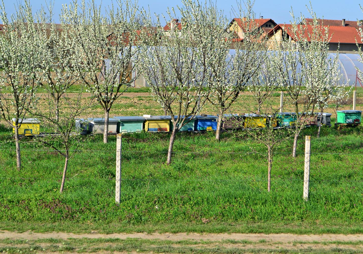 Naziv: DSC_0484 ....jpg, pregleda: 114, veličina: 523,1 KB