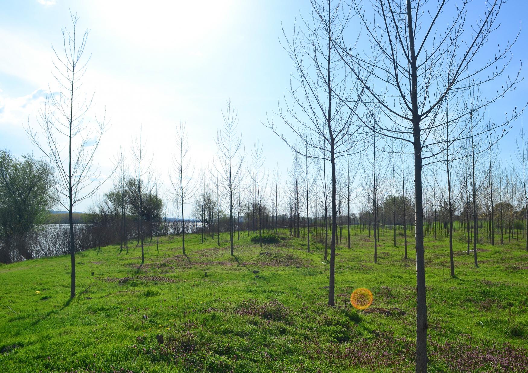 Naziv: DSC_0594 ....jpg, pregleda: 113, veličina: 500,0 KB