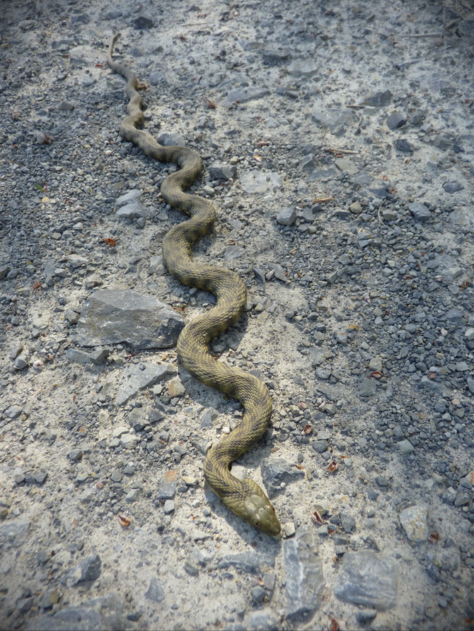 Naziv: P1290300.JPG, pregleda: 169, veličina: 361,3 KB