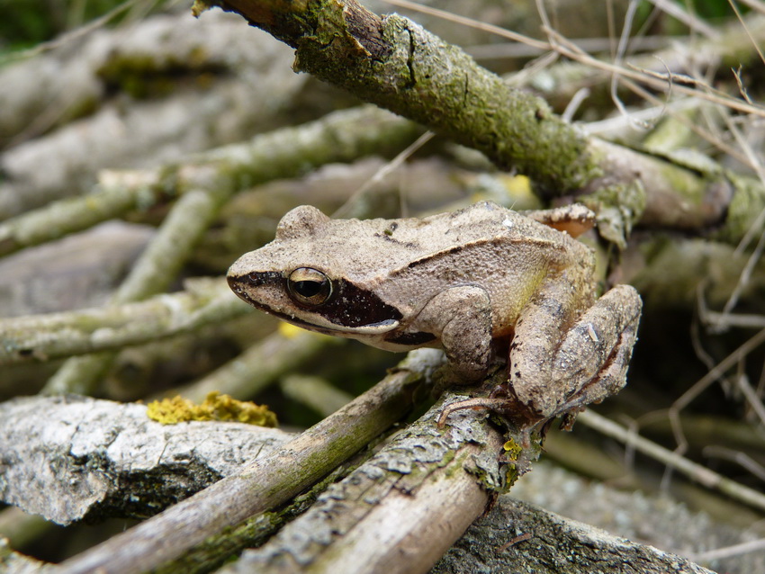 Naziv: P1290367.JPG, pregleda: 128, veličina: 229,9 KB