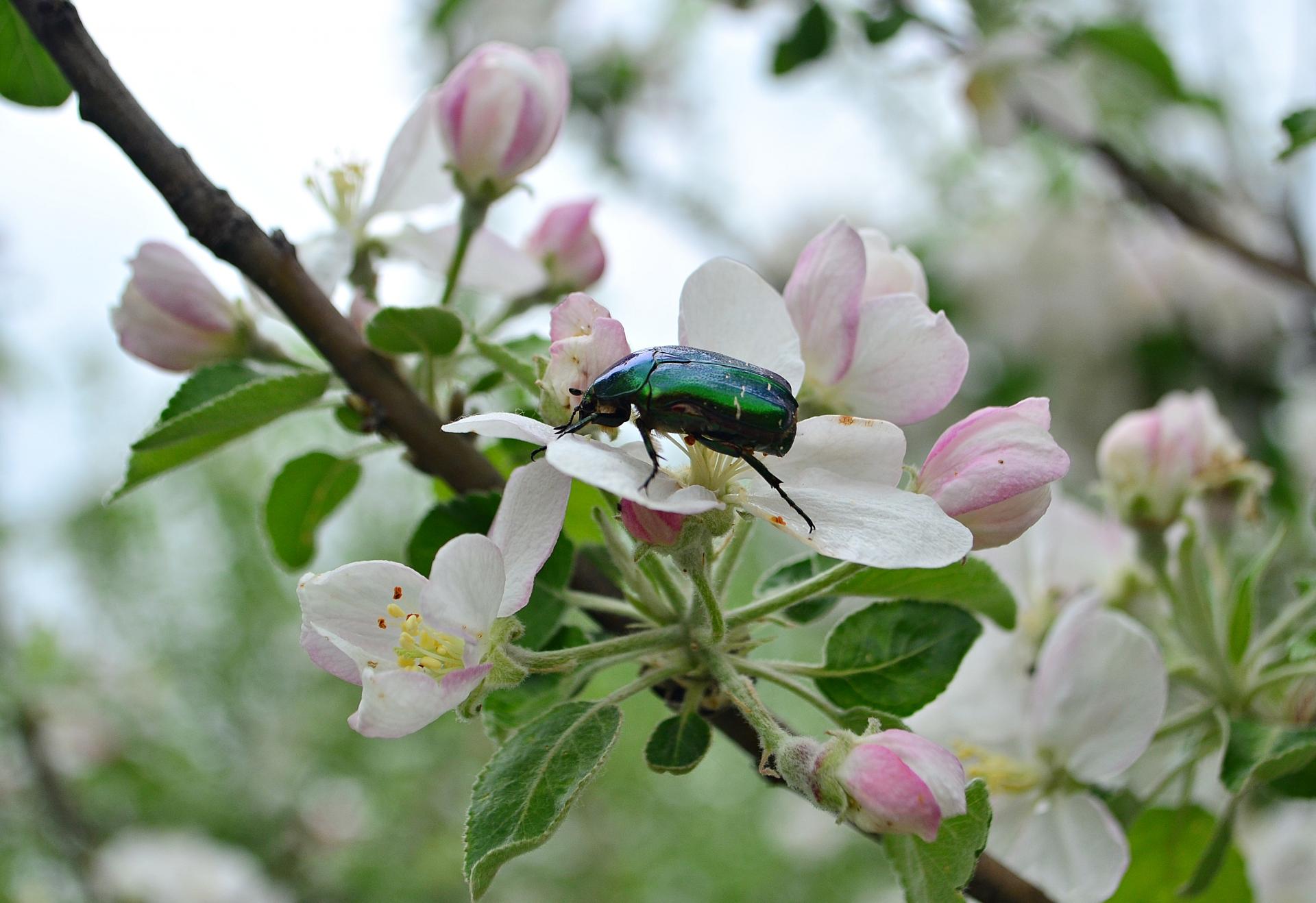 Naziv: DSC_0460 ....jpg, pregleda: 167, veličina: 198,5 KB