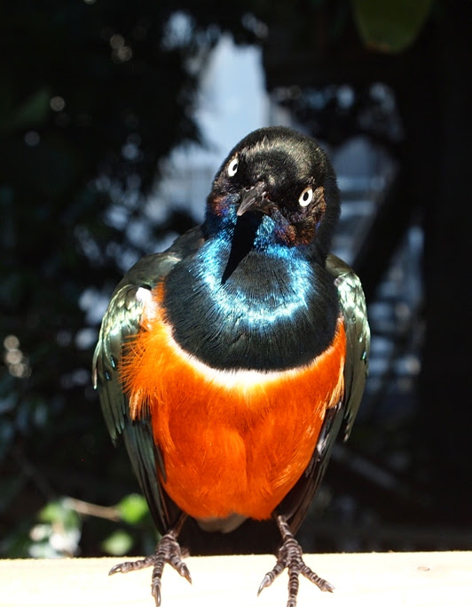 Naziv: vrabac.jpg, pregleda: 141, veličina: 96,6 KB