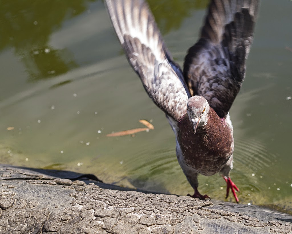 Naziv: P5025562.jpg, pregleda: 138, veličina: 193,4 KB