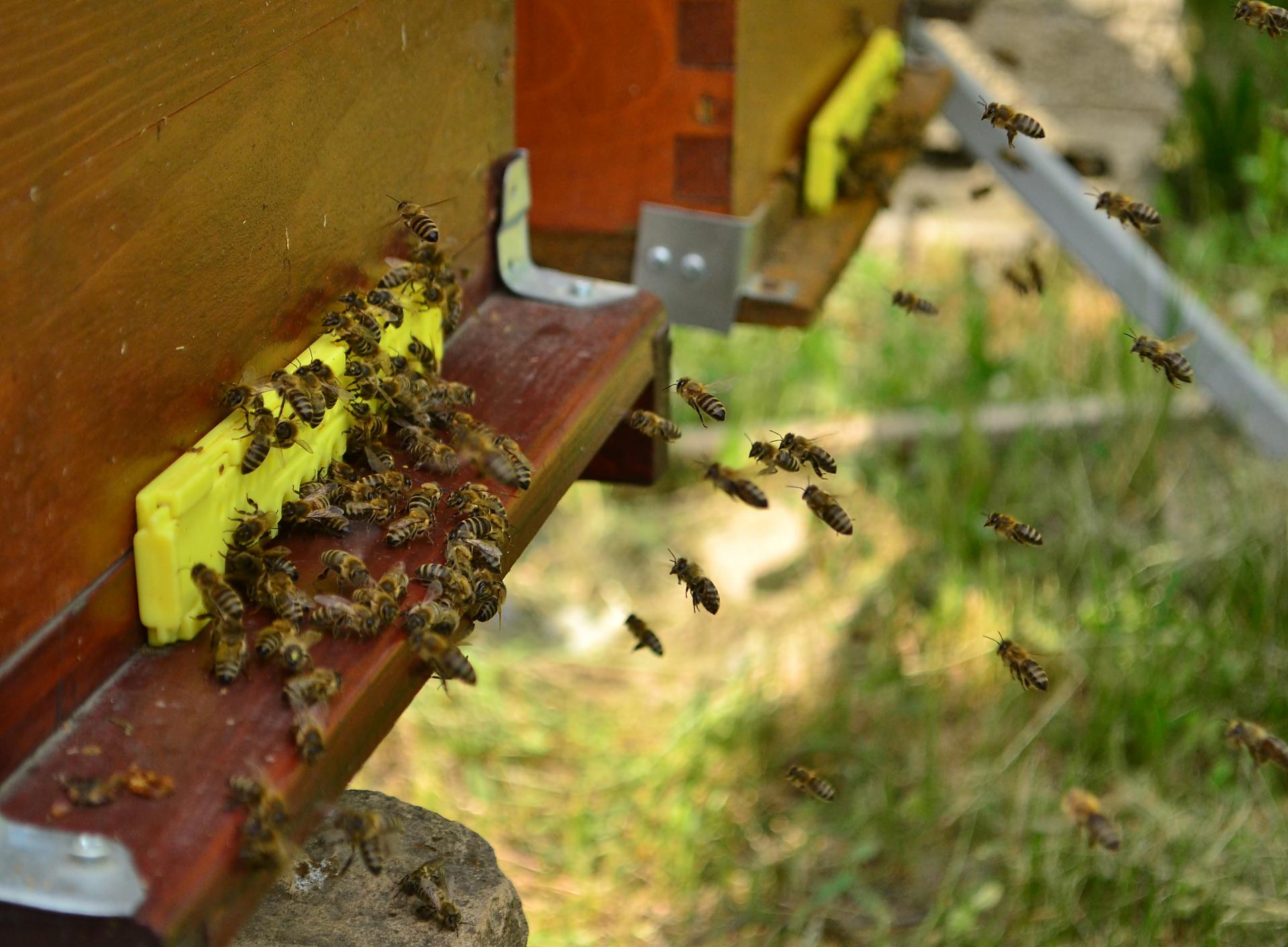 Naziv: DSC_0644 ....jpg, pregleda: 109, veličina: 239,9 KB