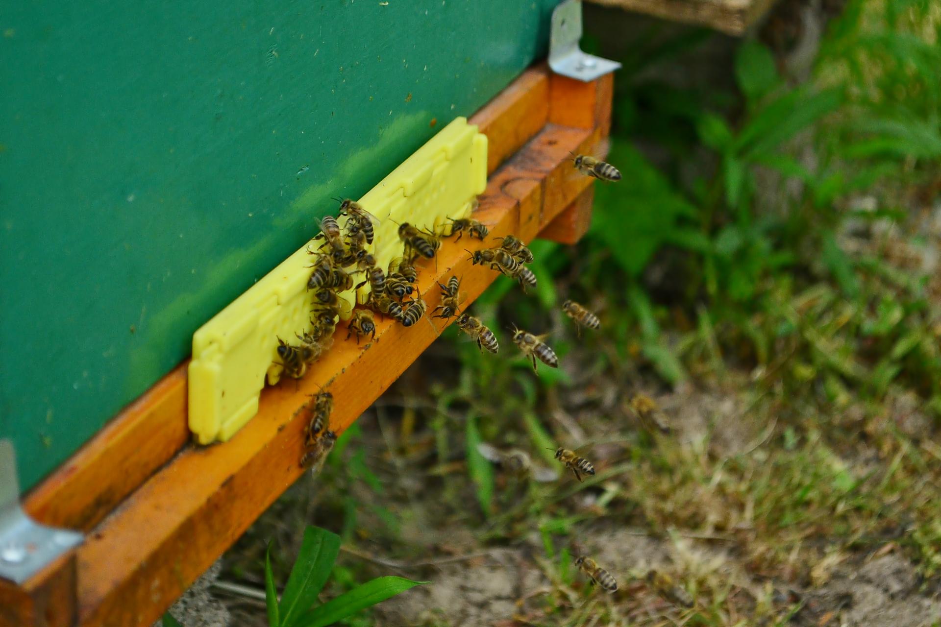 Naziv: DSC_0671 ....jpg, pregleda: 115, veličina: 207,0 KB