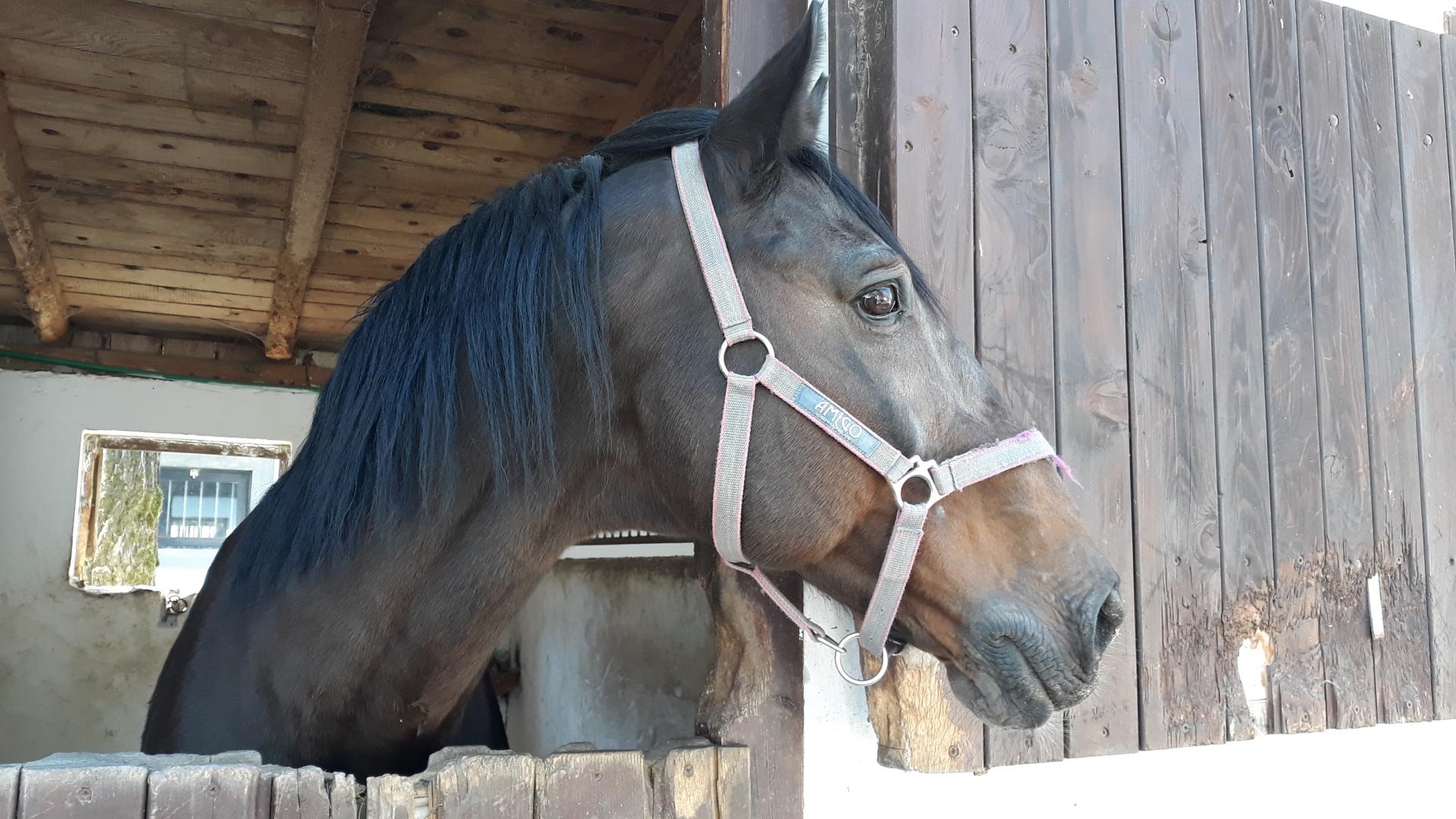 Naziv: 20180421_103533.jpg, pregleda: 166, veličina: 267,4 KB