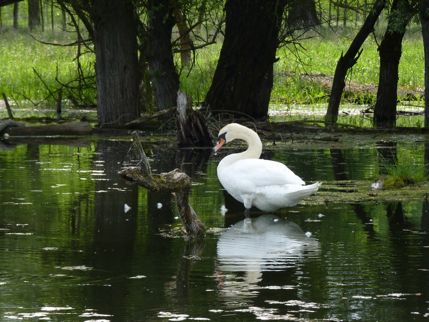 Naziv: P1290617_2.JPG, pregleda: 167, veličina: 274,4 KB