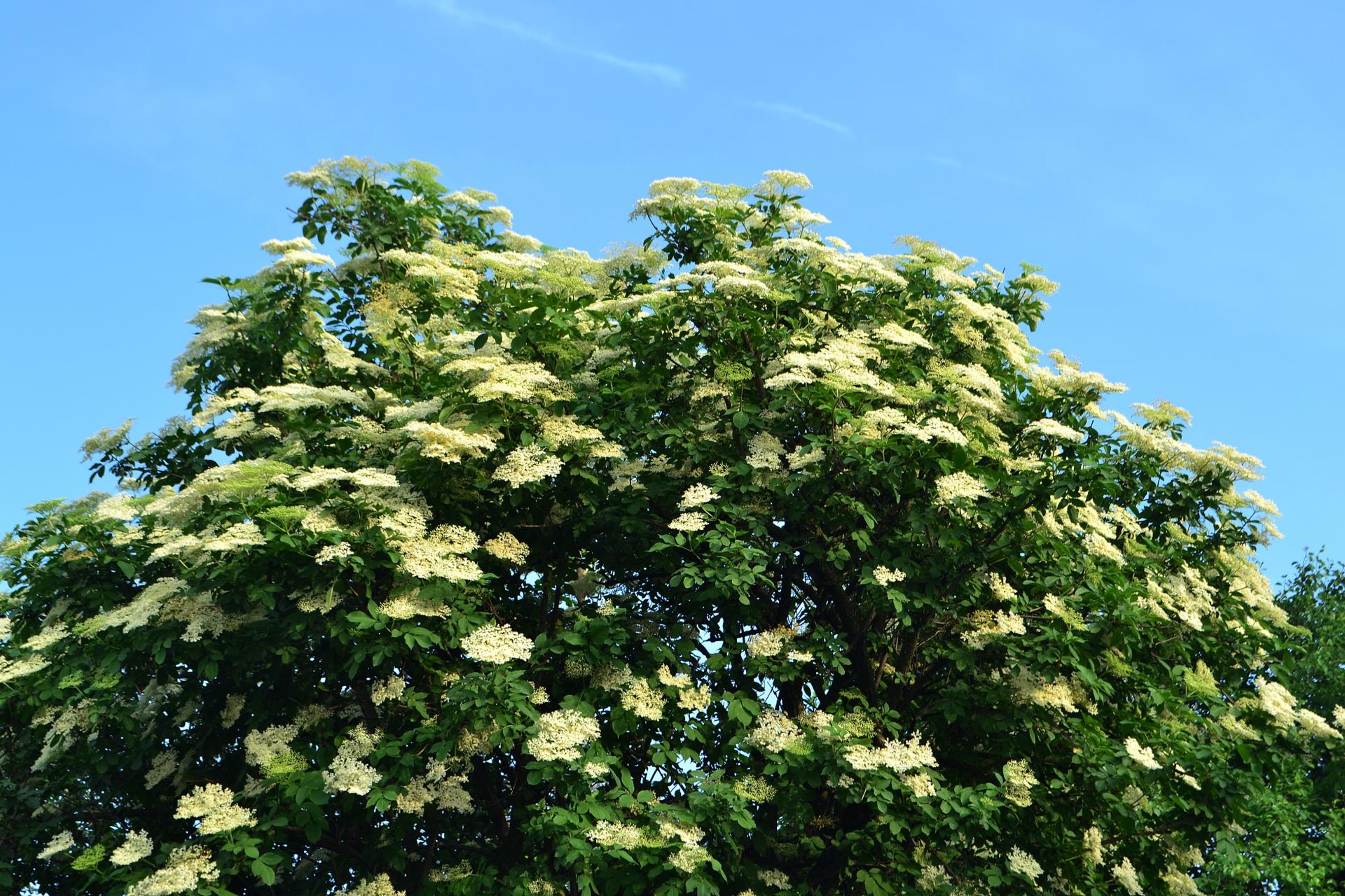 Naziv: DSC_0522 ....jpg, pregleda: 155, veličina: 462,4 KB