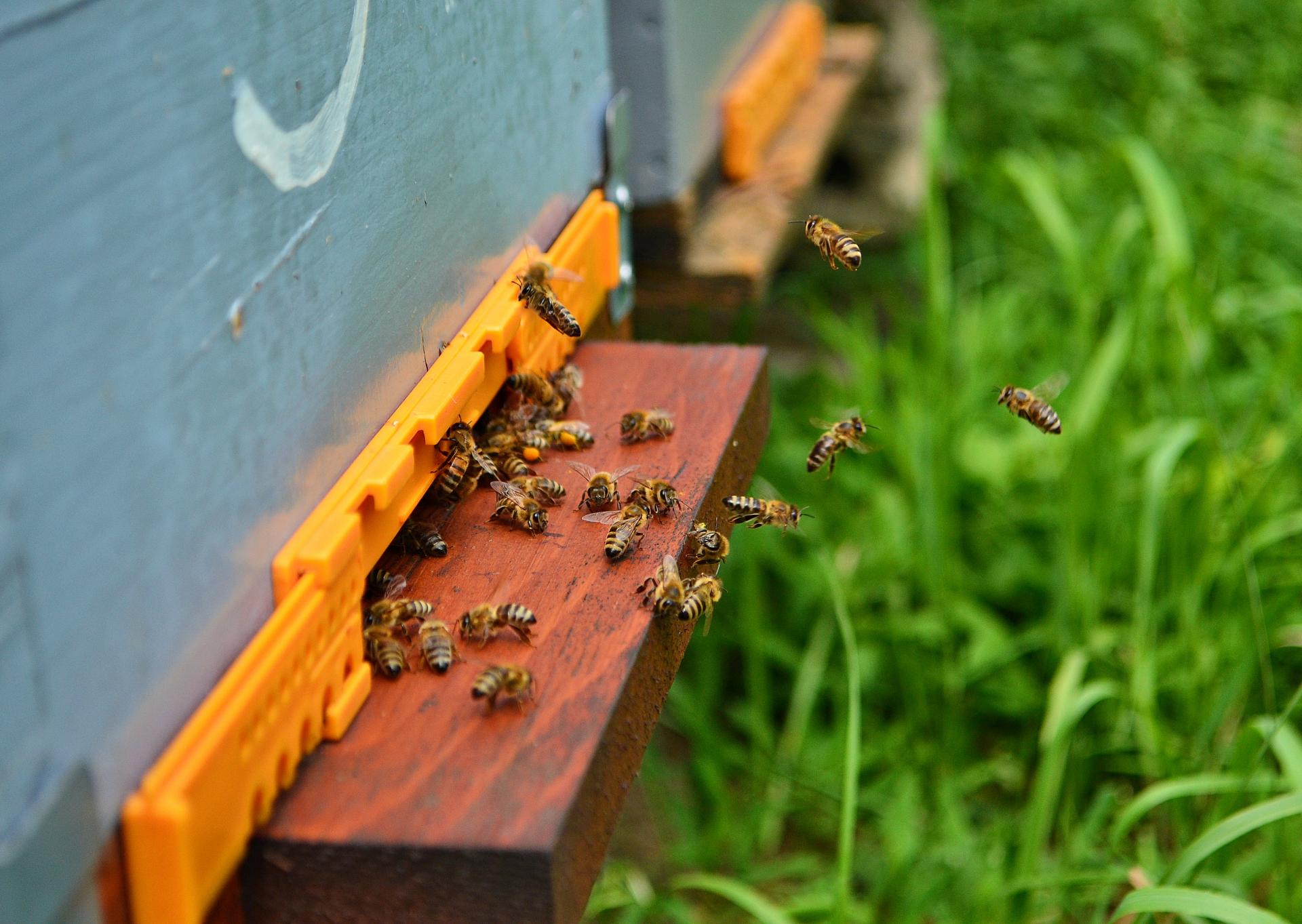 Naziv: DSC_0734 ....jpg, pregleda: 238, veličina: 247,9 KB