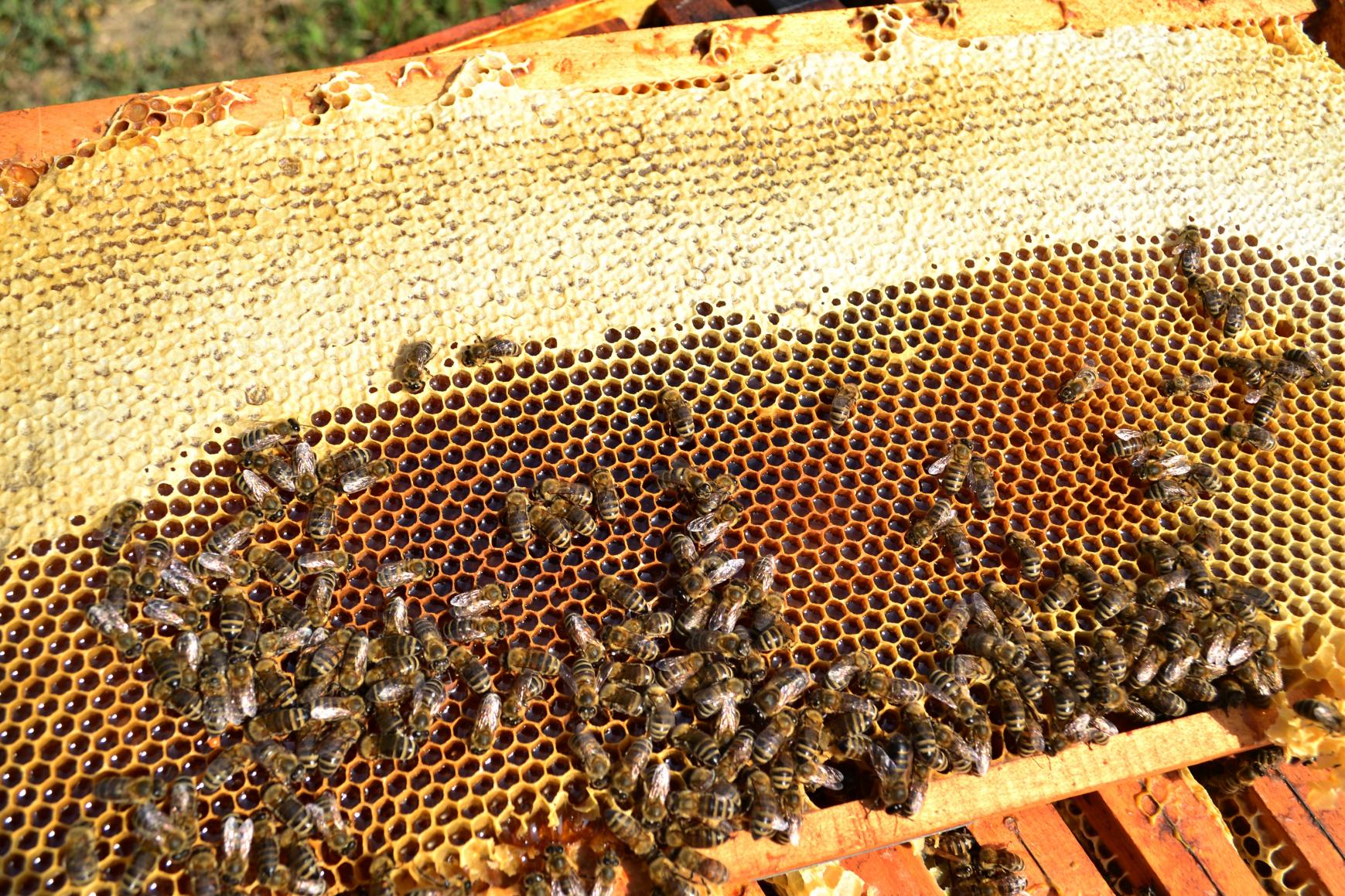 Naziv: DSC_0450 ....jpg, pregleda: 183, veličina: 514,4 KB