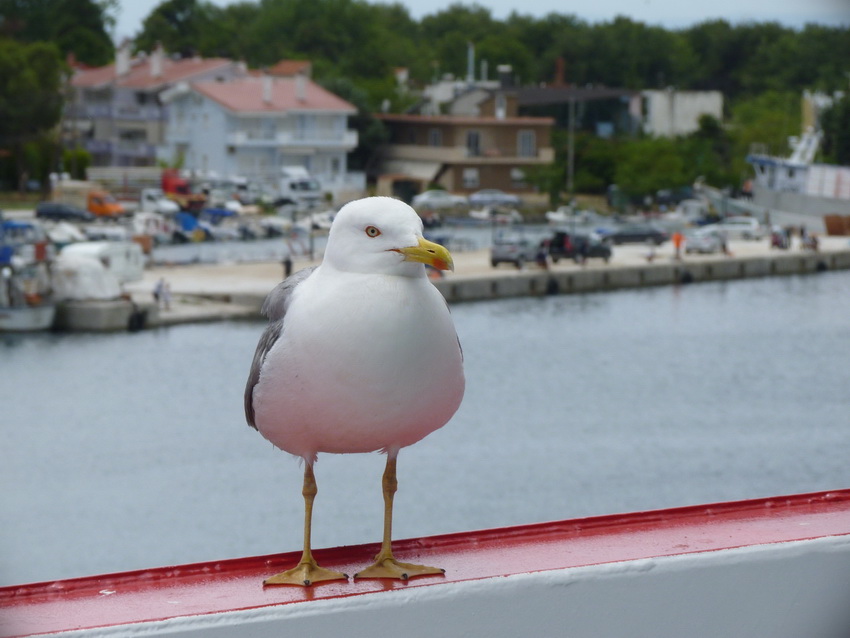 Naziv: P1300181.JPG, pregleda: 155, veličina: 145,0 KB