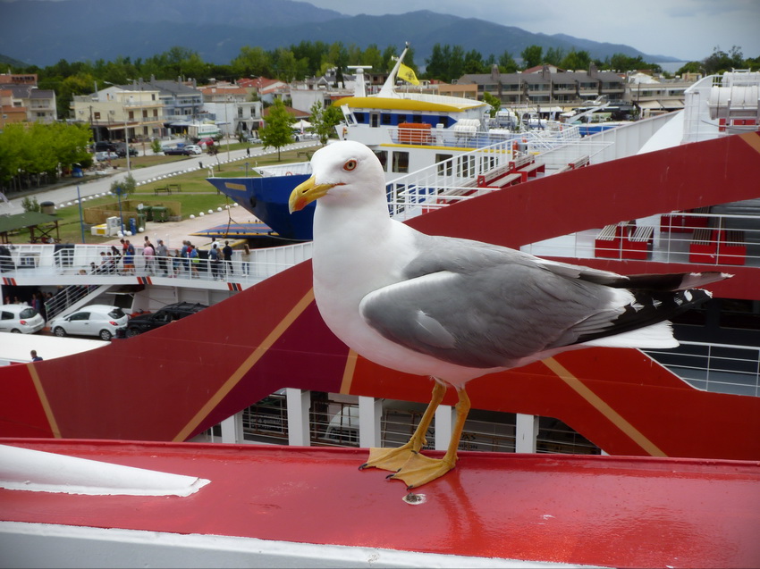 Naziv: P1300209.JPG, pregleda: 156, veličina: 211,0 KB