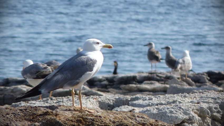 Naziv: P1300463.JPG, pregleda: 164, veličina: 161,3 KB
