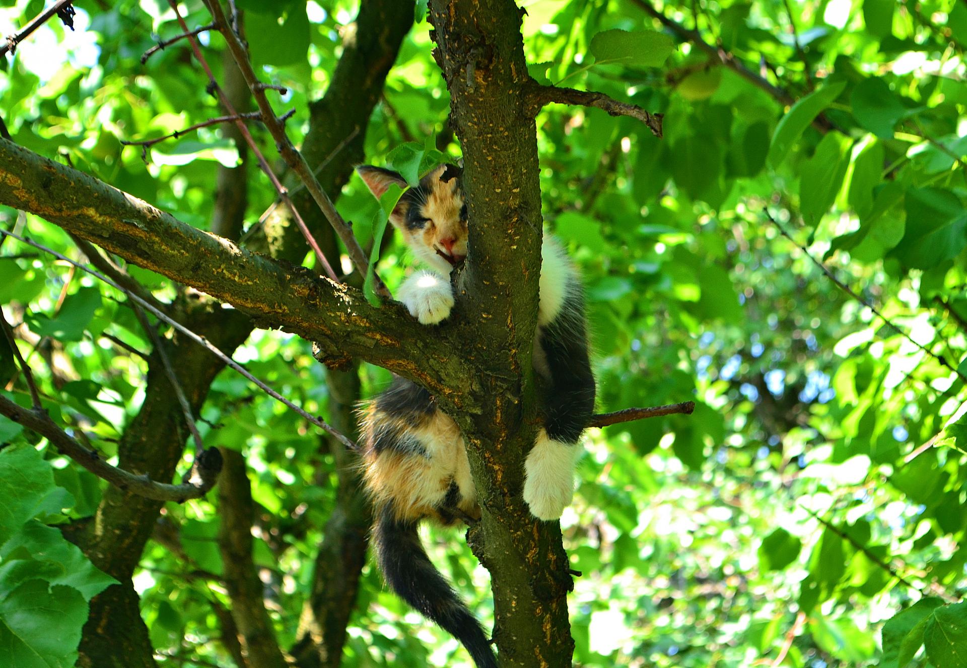 Naziv: DSC_0804 ...,,.jpg, pregleda: 141, veličina: 384,3 KB