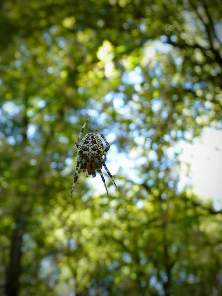 Naziv: 42885031_10156726044538535_2362088788525580288_o.jpg, pregleda: 196, veličina: 225,3 KB