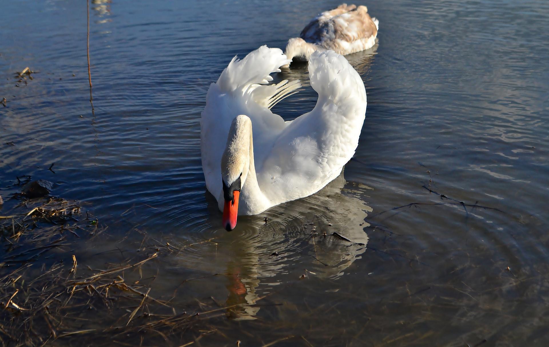 Naziv: DSC_1455 ....jpg, pregleda: 211, veličina: 215,1 KB