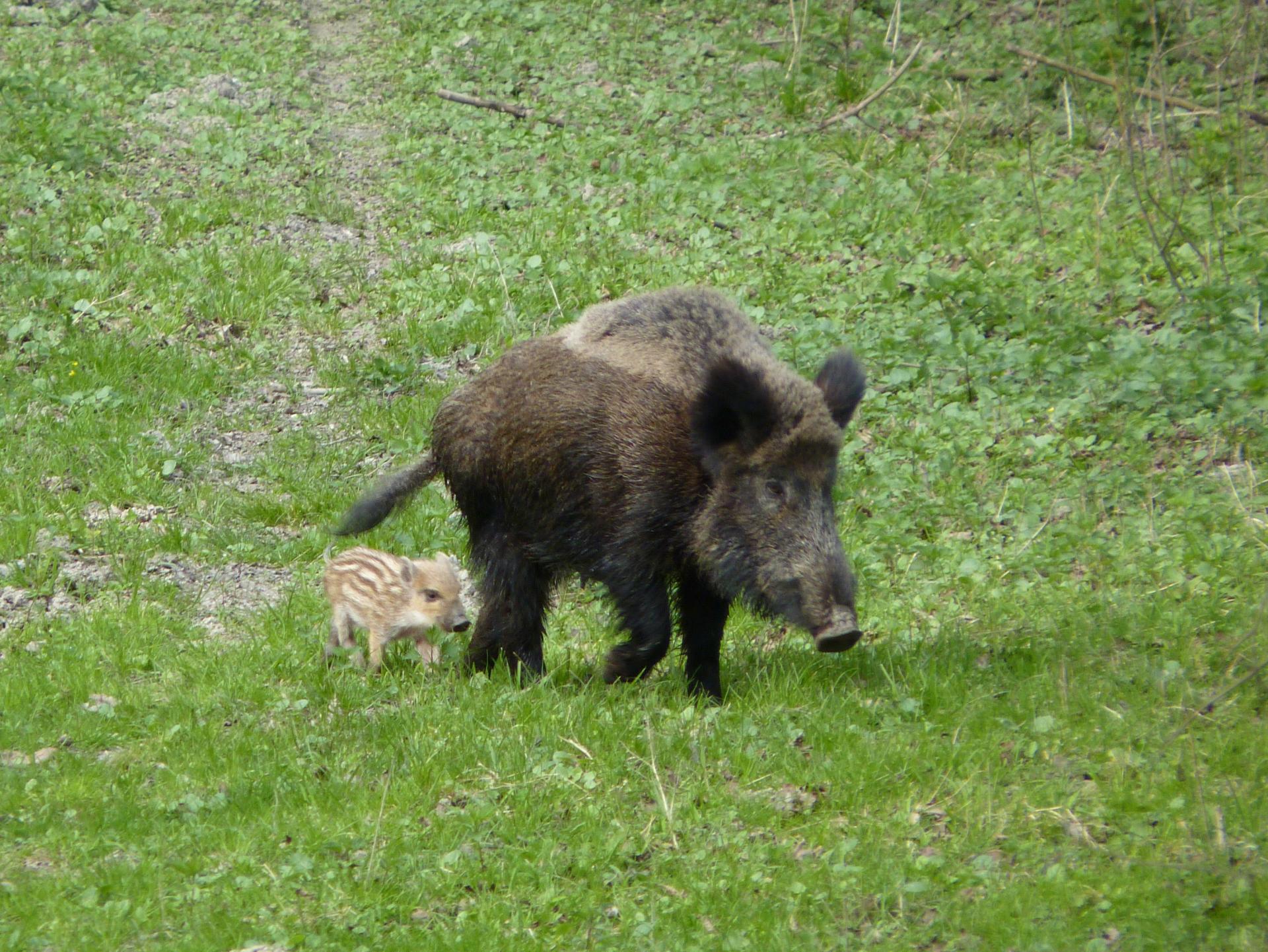 Naziv: P1090601.jpg, pregleda: 148, veličina: 487,9 KB