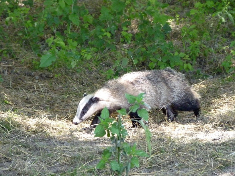 Naziv: P1030277.JPG, pregleda: 135, veličina: 277,9 KB