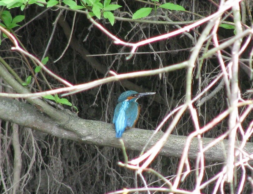 Naziv: IMG_0245.jpg, pregleda: 143, veličina: 258,6 KB