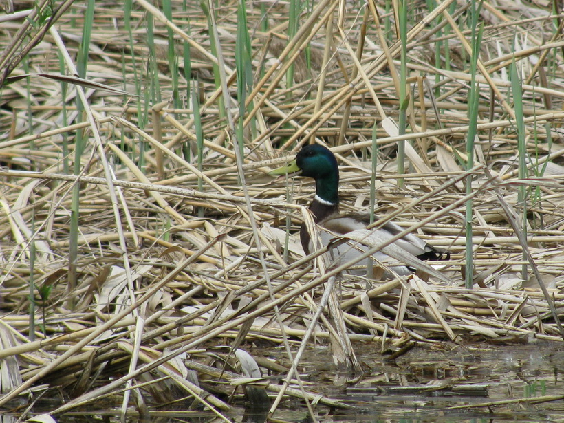 Naziv: IMG_0226.jpg, pregleda: 146, veličina: 303,7 KB