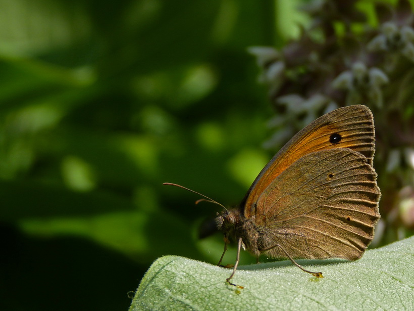 Naziv: P1030209.jpg, pregleda: 139, veličina: 158,5 KB