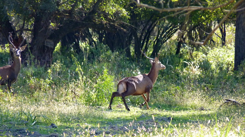 Naziv: P1320236_2.JPG, pregleda: 260, veličina: 260,3 KB