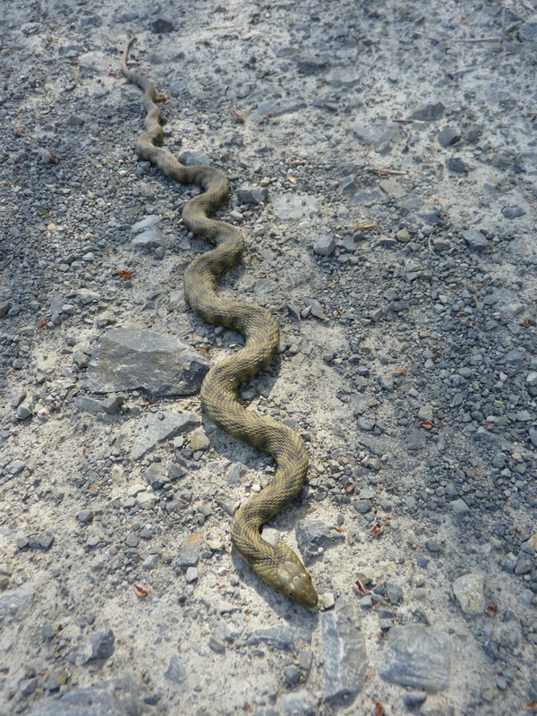 Naziv: P1290300.JPG, pregleda: 280, veličina: 307,4 KB